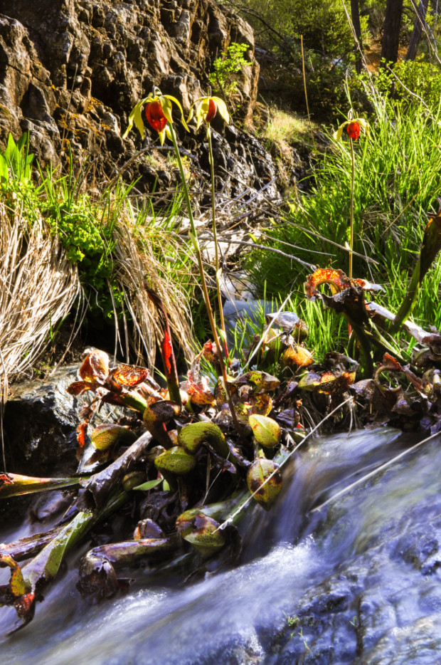 Darlingtonia californica (York Creek Botanical Area-Kalmiopsis Wilderness Area)